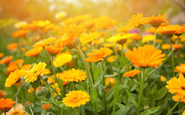 🌼 Calêndula (Flores & Pétalas) para Exportação | Cefa Ervas