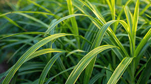 🌿 Capim-limão (Cymbopogon citratus) para Exportação | Cefa Ervas