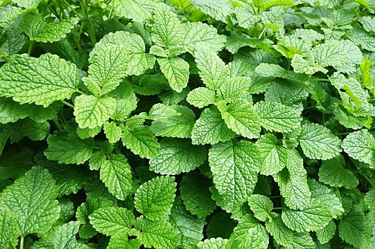 🌿 Hortelã-Pimenta Seca (Mentha × piperita) para Exportação | Cefa Ervas