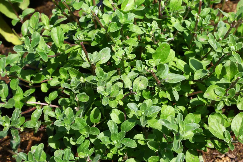 🌿 Manjerona Seca para Exportação – Aromas Naturais Direto do Egito